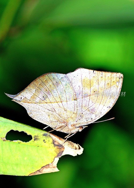 叶蝴蝶(Kallima inachus)在绿叶上。